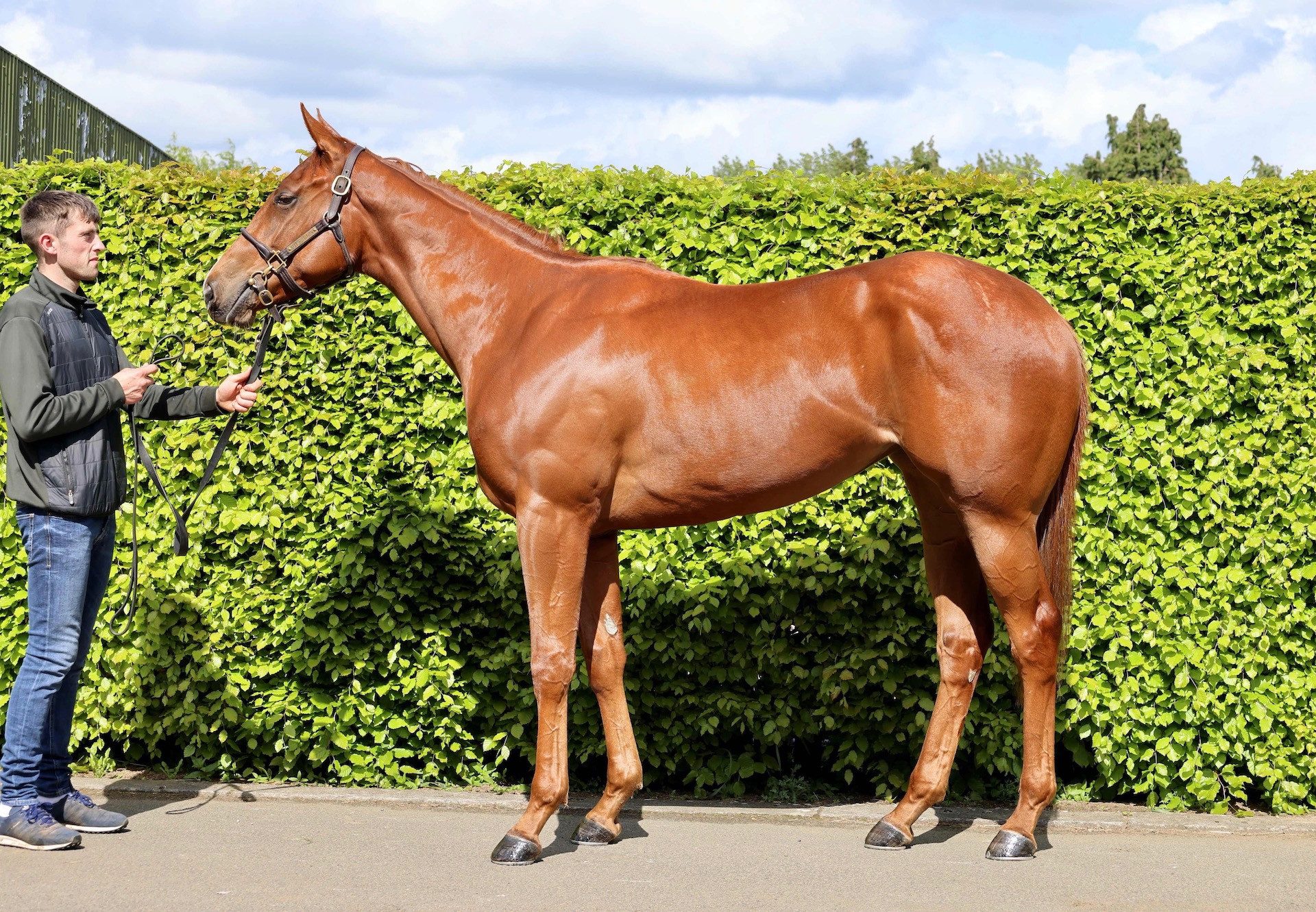 Lot 151 Saxon Warrior X Causeway Queen