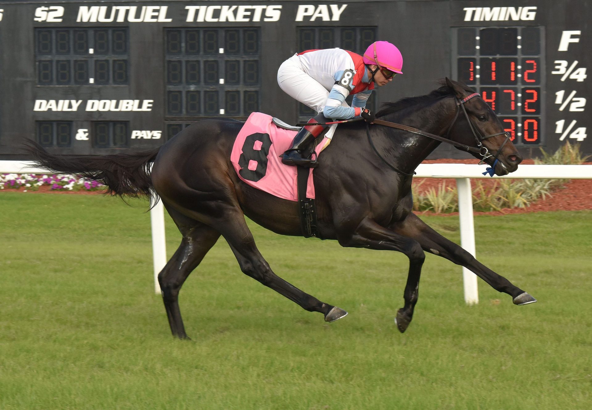 Bye Bye Melvin (Uncle Mo) Breaking Maiden At Tampa Bay Downs