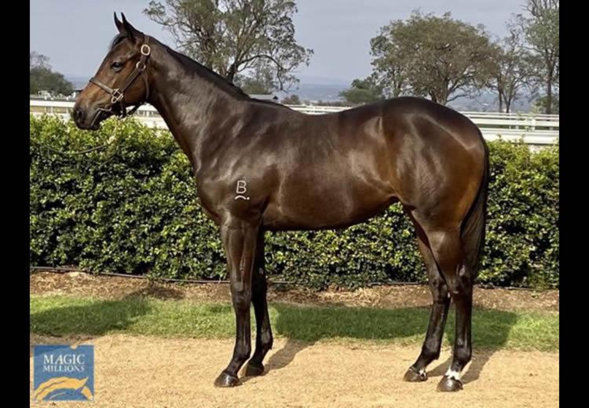 Pierro ex Phoenix Park yearling filly