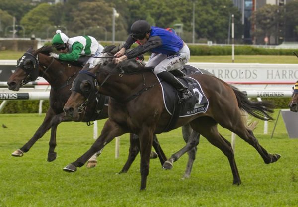 Shadow Hero (Pierro) winning the Gr.1 Spring Champion Stakes