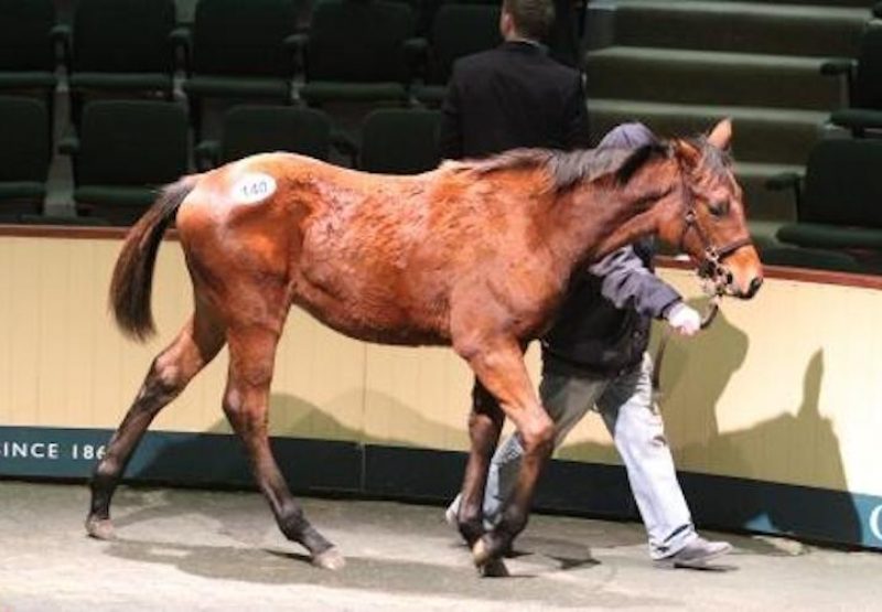 Mahler ex Ash Baloo colt foal seeling for €72,000 at Goffs