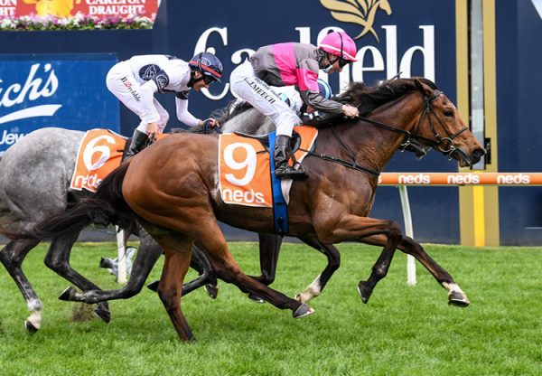 Sirileo Miss (Pride Of Dubai) winning the Ladies Day Vase at Caulfield