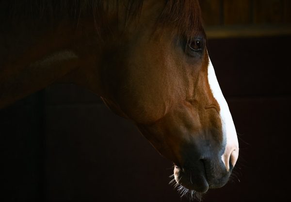 Justify At Stables