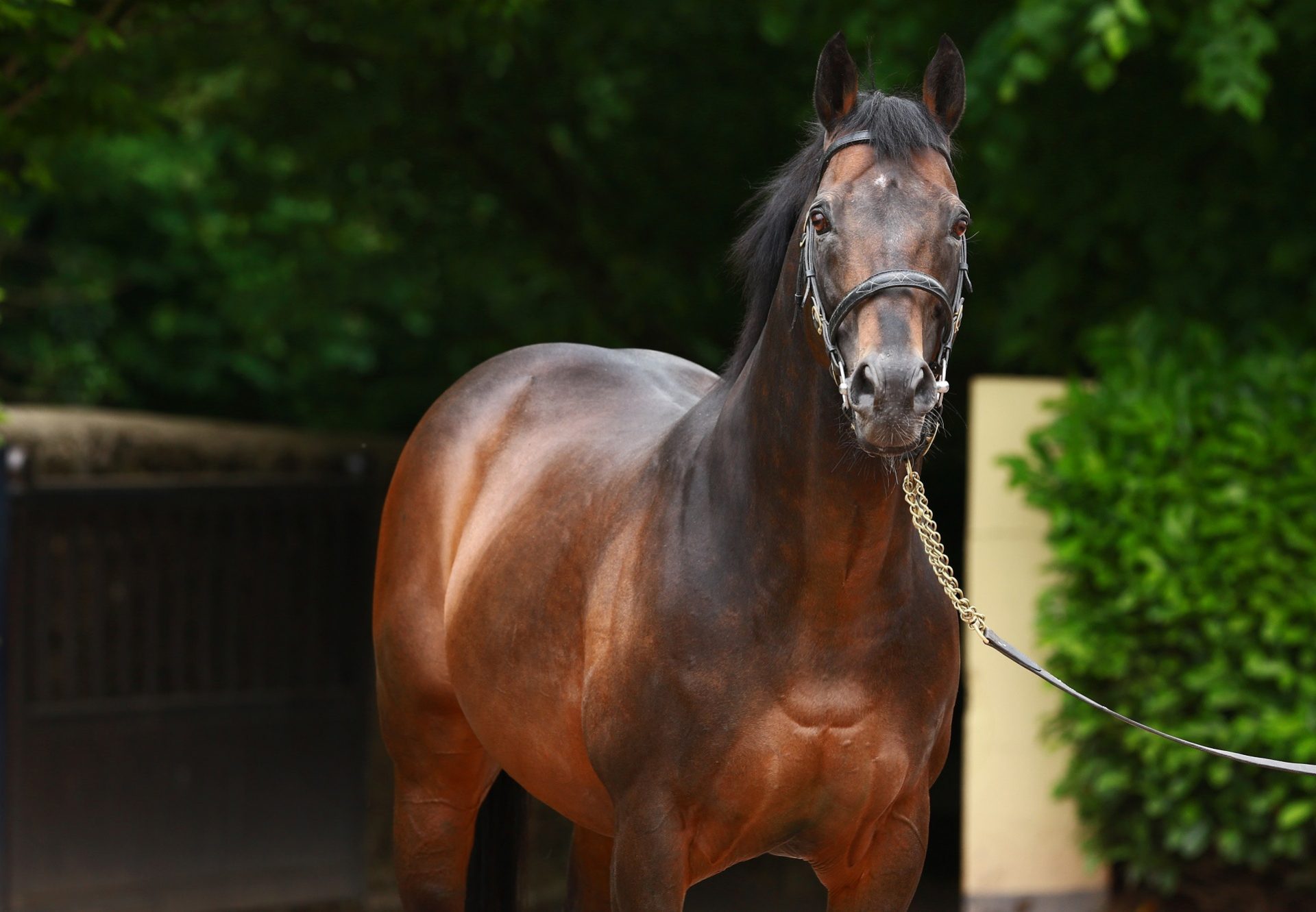 Westerner Head Shot