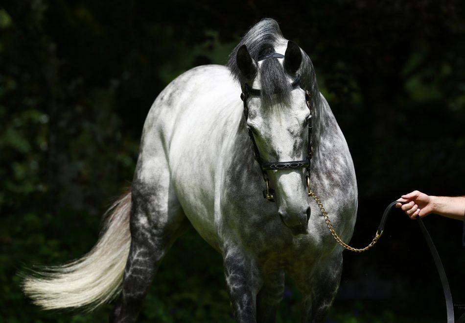 Avantage (Fastnet Rock) winning the Gr.1 New Zealand Stakes at Ellerslie