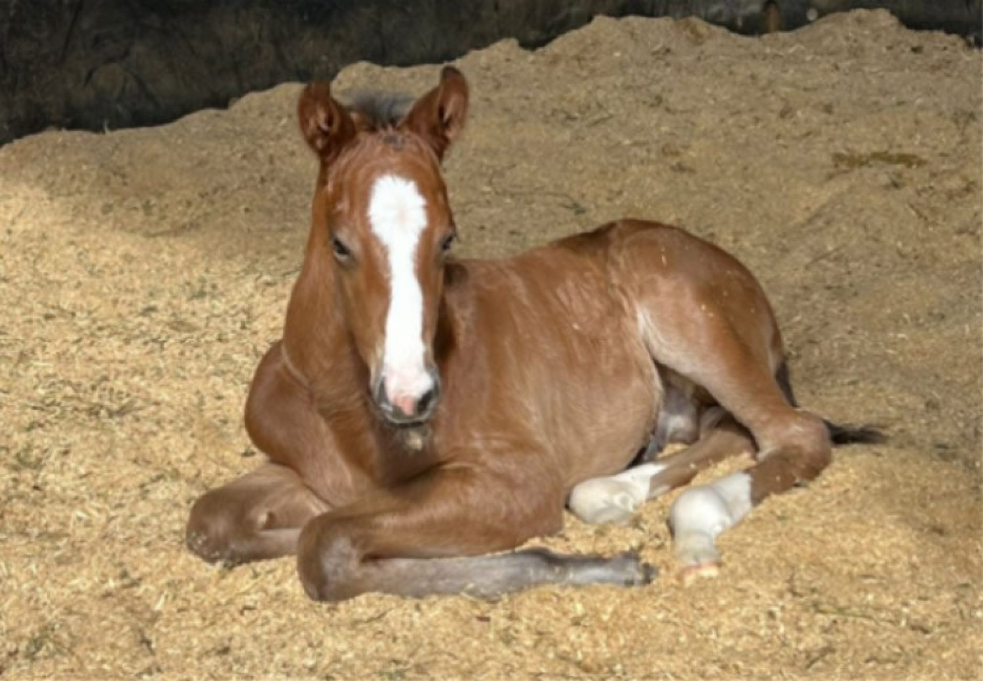 Best of Bordeaux Colt Holdin Your Own