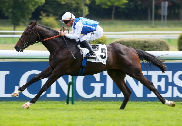 Neversay (No Nay Never) Impresses At Longchamp