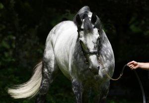 Pierro ex Pass The Parcel yearling colt