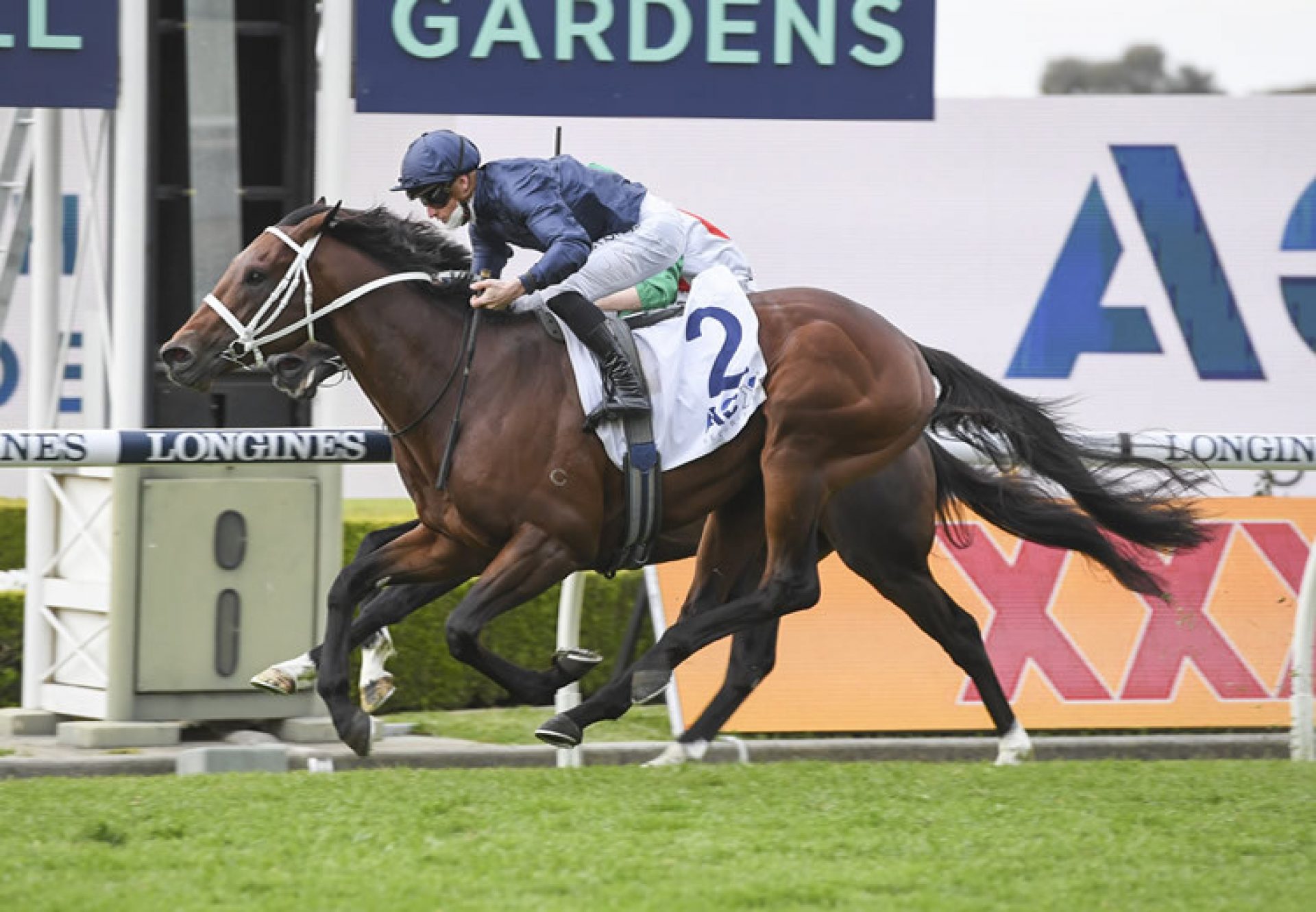 Head Of State (American Pharoah) winning the Gr.3 Gloaming Stakes at Rosehill