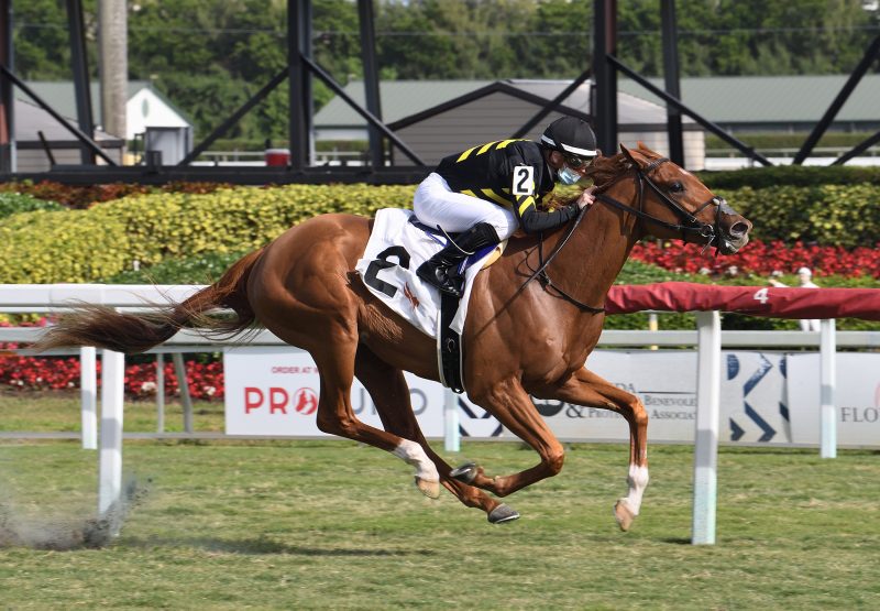 Kentucky Pharoah (American Pharoah) Wins The Listed Dania Beach Stakes