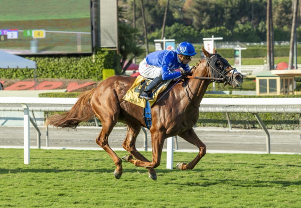 Mackinnon American Pharaoh Zuma Beach