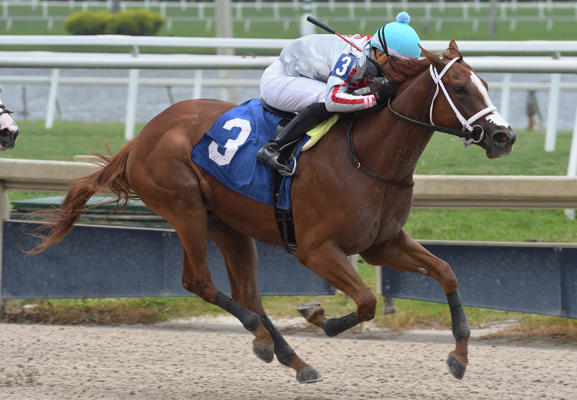 Beauty Queen (Air Force Blue) winning on debut at Gulfstream Park