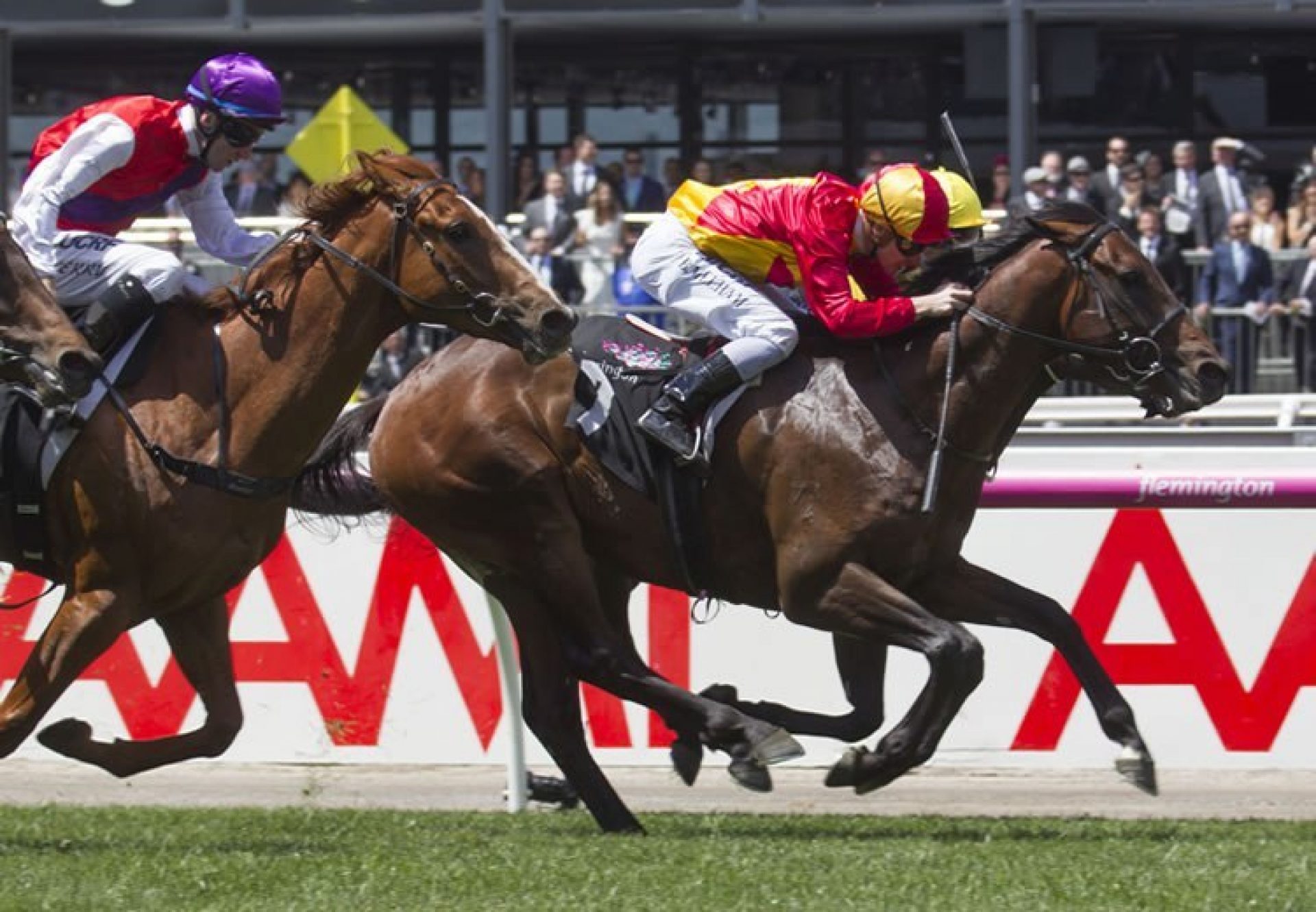 Levendi (Pierro) winning the G3 Carbine Club Stakes at Flemington