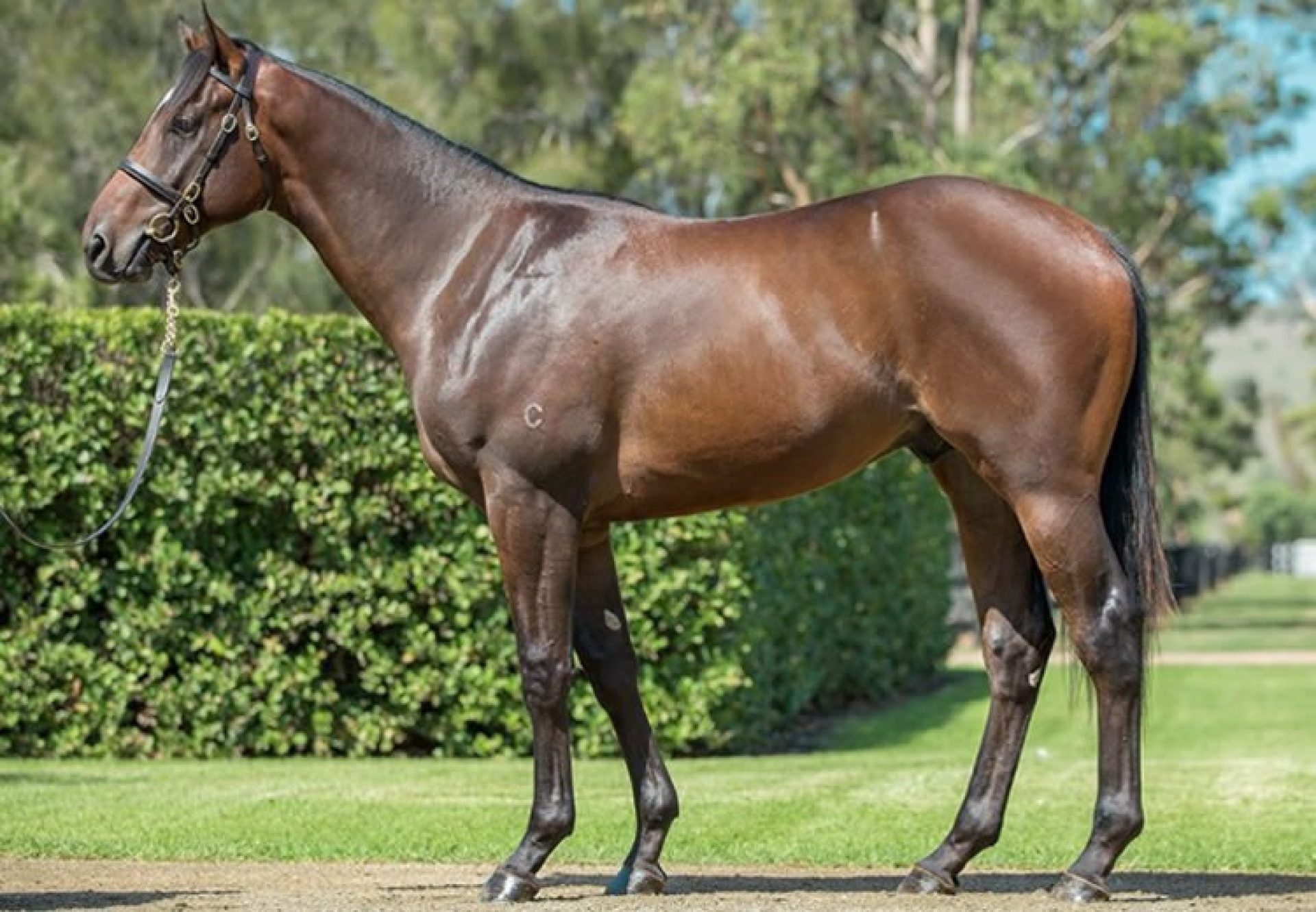 Pierro ex Pontiana colt conformation shot