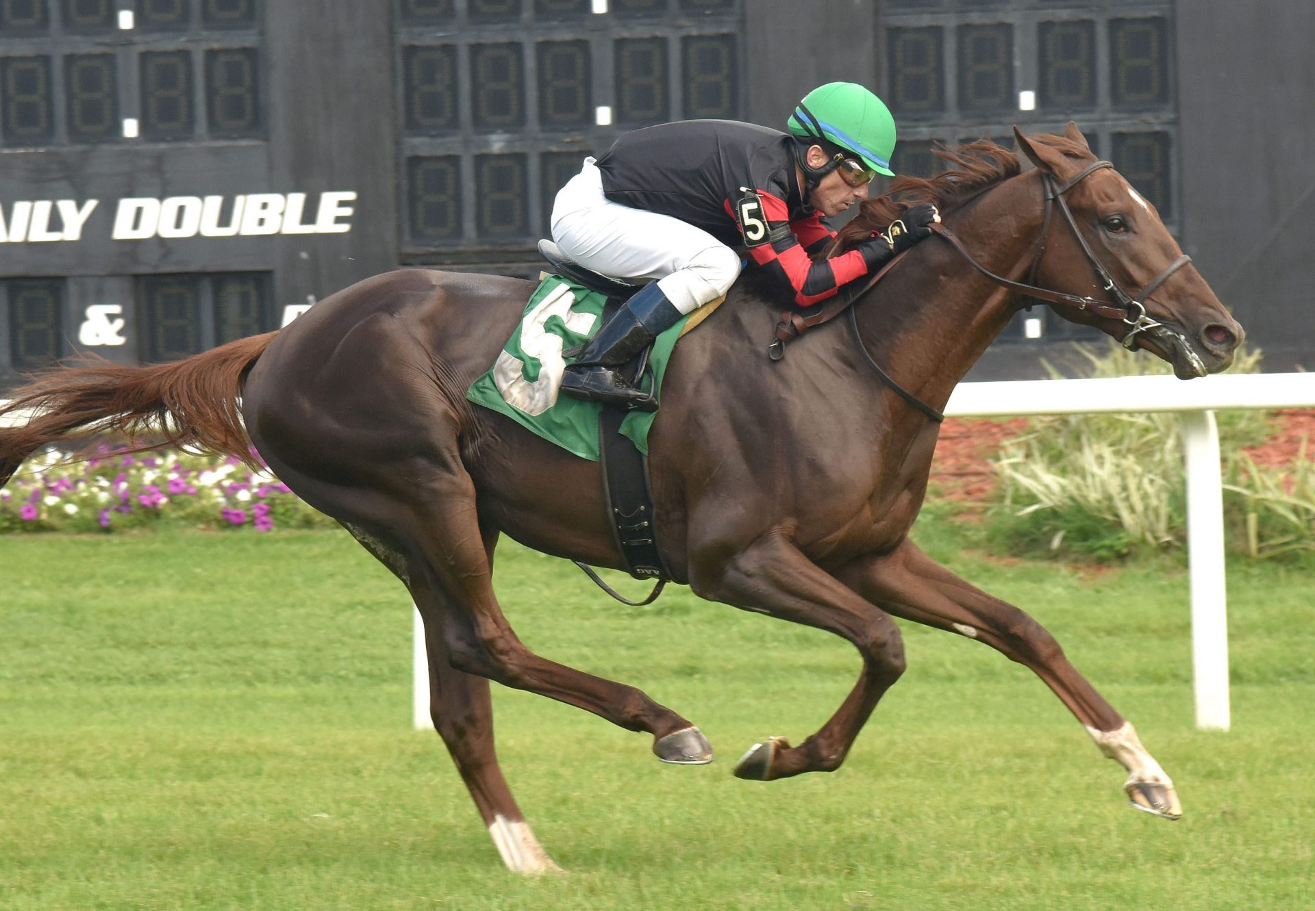 Bitcoin Passion (American Pharoah) Wins Tampa Maiden