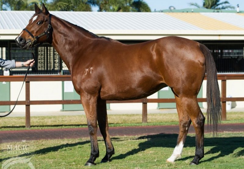 Varenna Miss in foal to Pierro