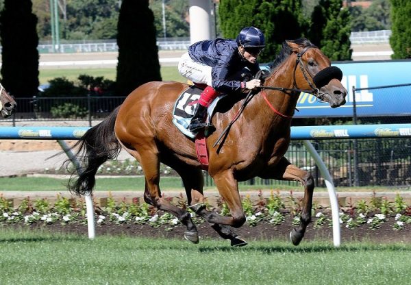 Tulip (Pierro) winning at Moonee Valley