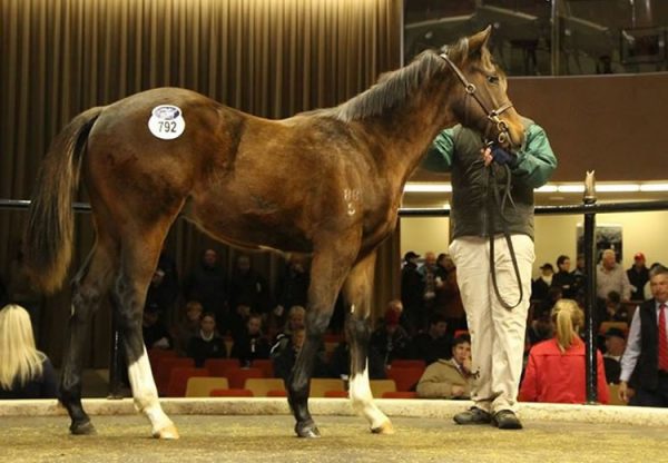 Pierro ex Call Me Pretty yearling colt