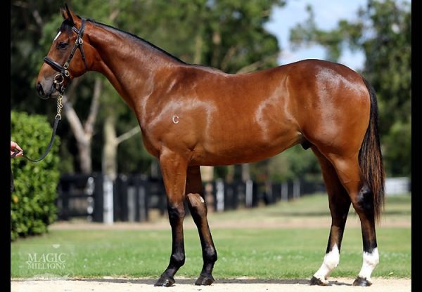 Pierro ex Irish Lights yearling colt conformation shot