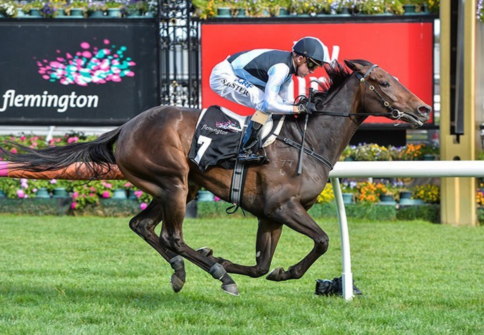 Pinot (Pierro) winning the Kennedy Oaks Trial