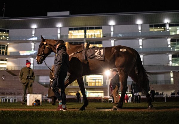 Killer Kane (Oscar) tops Cheltenham sale selling for £300,000