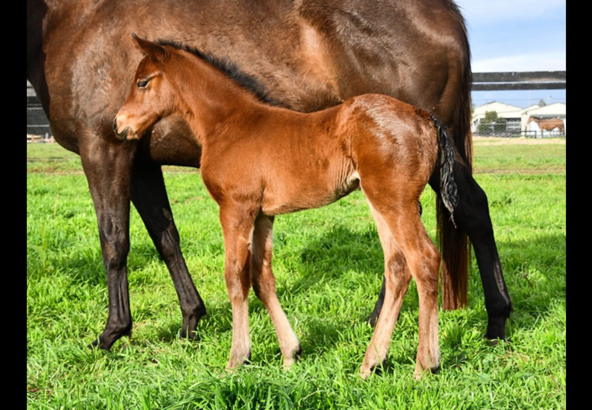 King's Legacy X Artemis Rose filly foal