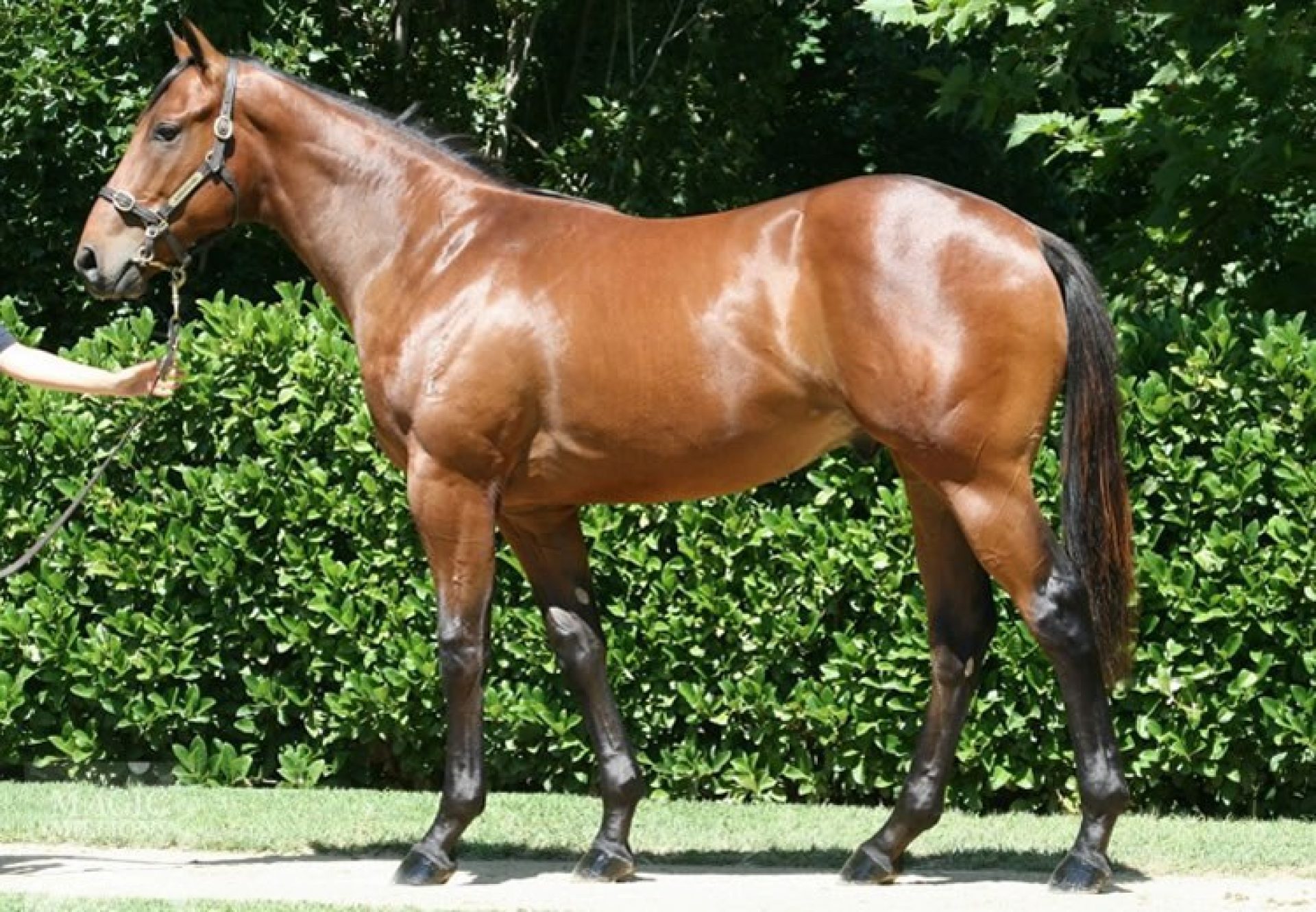 Pierro ex Cadazzle yearling colt conformation shot