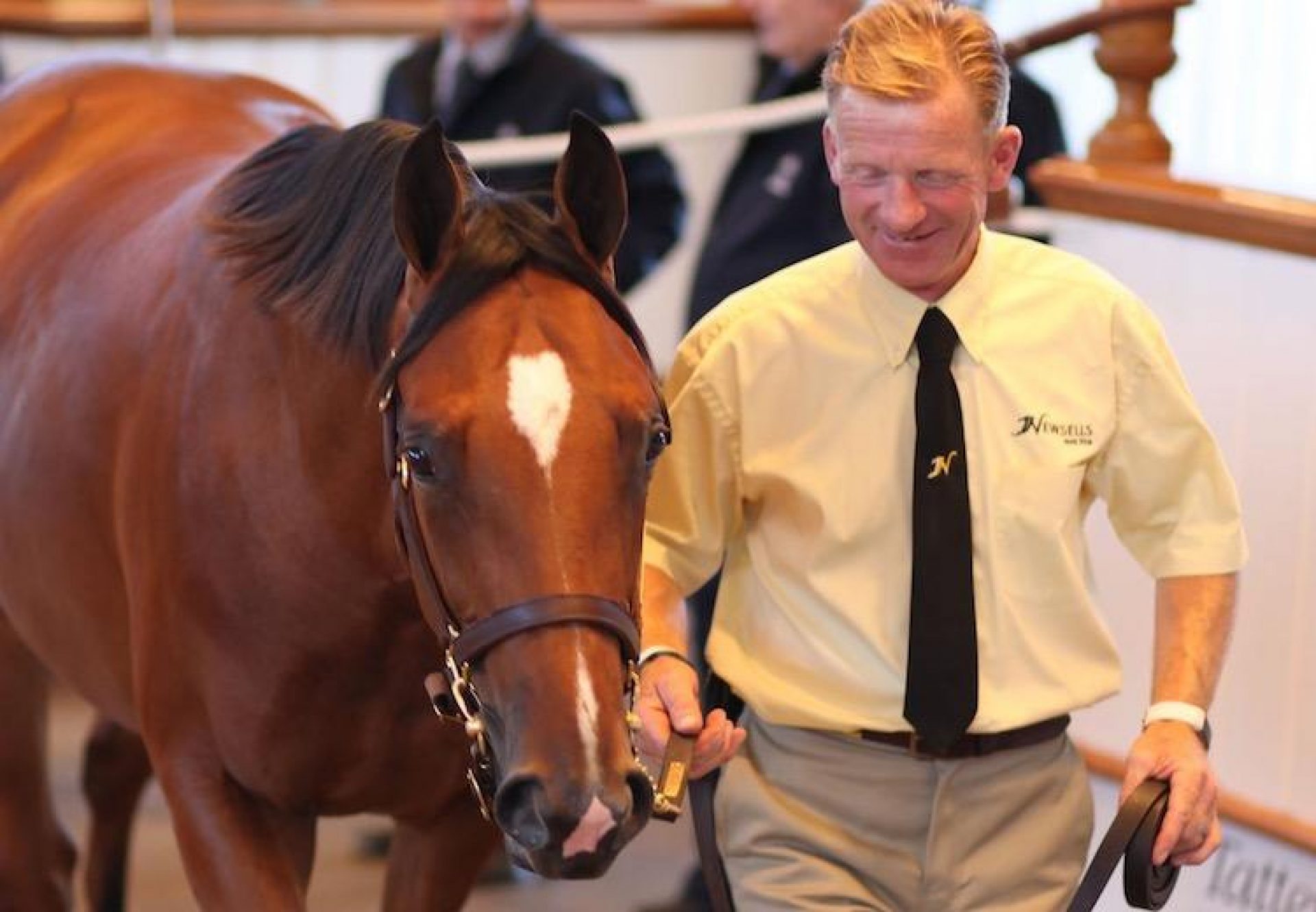 Galileo ex Shastye selling for 3.4 million at Tattersalls Book 1