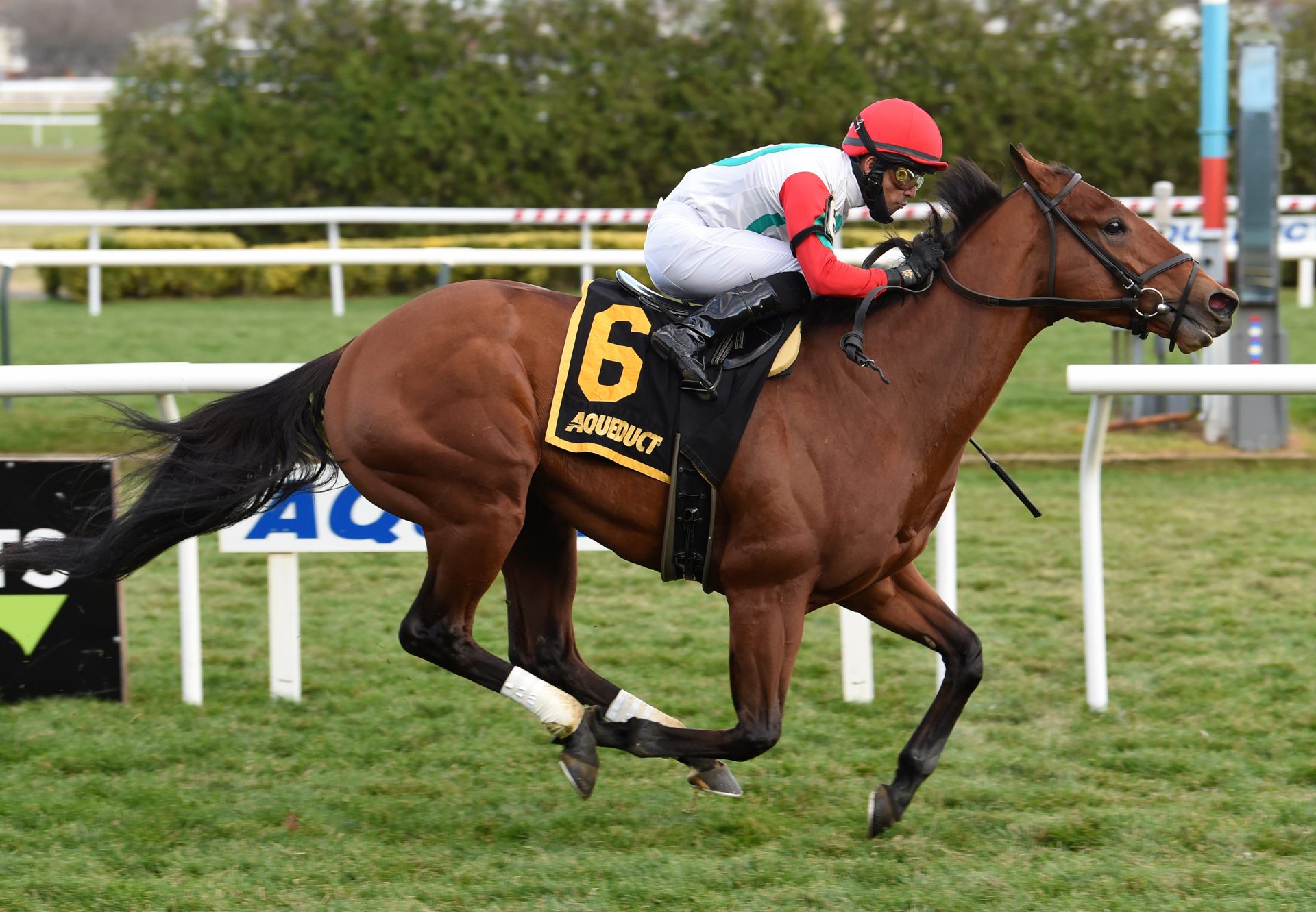 Turned Aside (American Pharoah) Wins Listed Aqueduct Turf Sprint