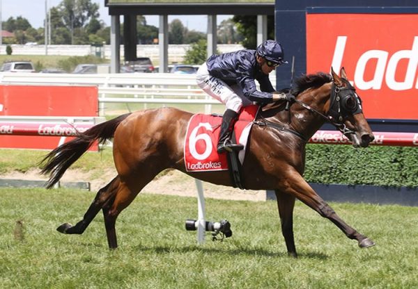 Ennis Hill (Fastnet Rock) winning the G3 Chairman’s Stakes at Caulfield