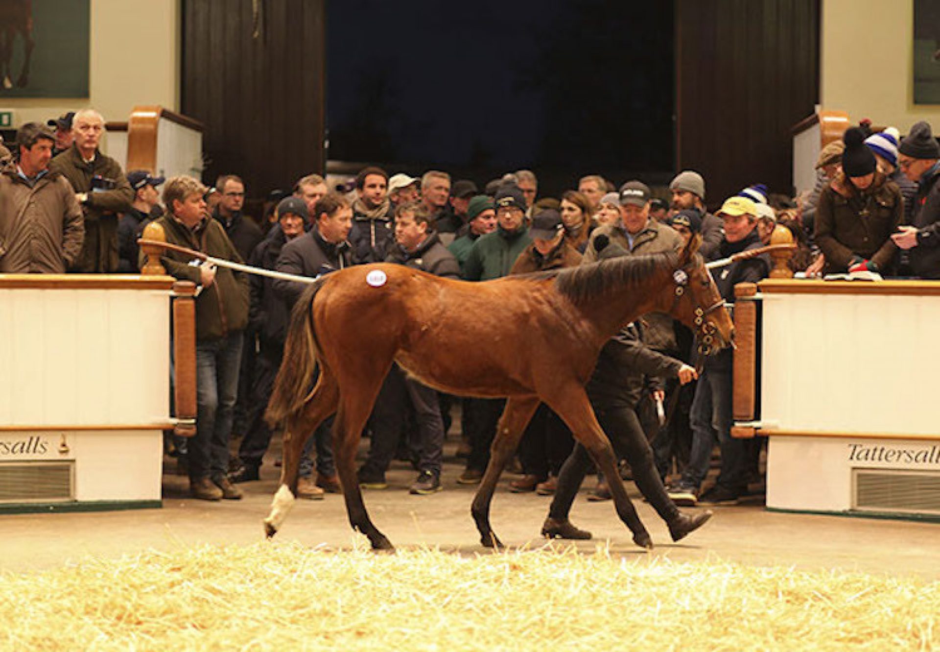 Galileo ex Pearling filly foal selling for 1.7m at Tattersalls