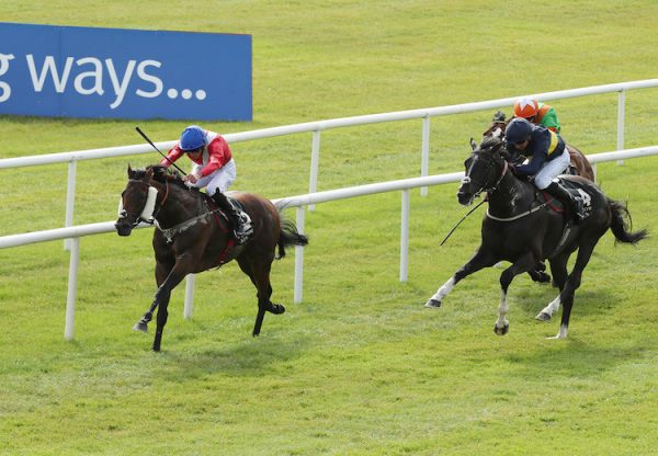 Larchmont Lad (Footstepsinthesand) winning the G2 Minstrel Stakes