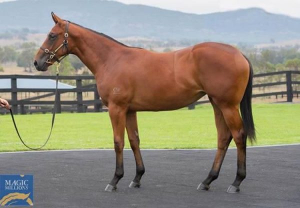 Fastnet Rock ex Midsummer Music yearling filly