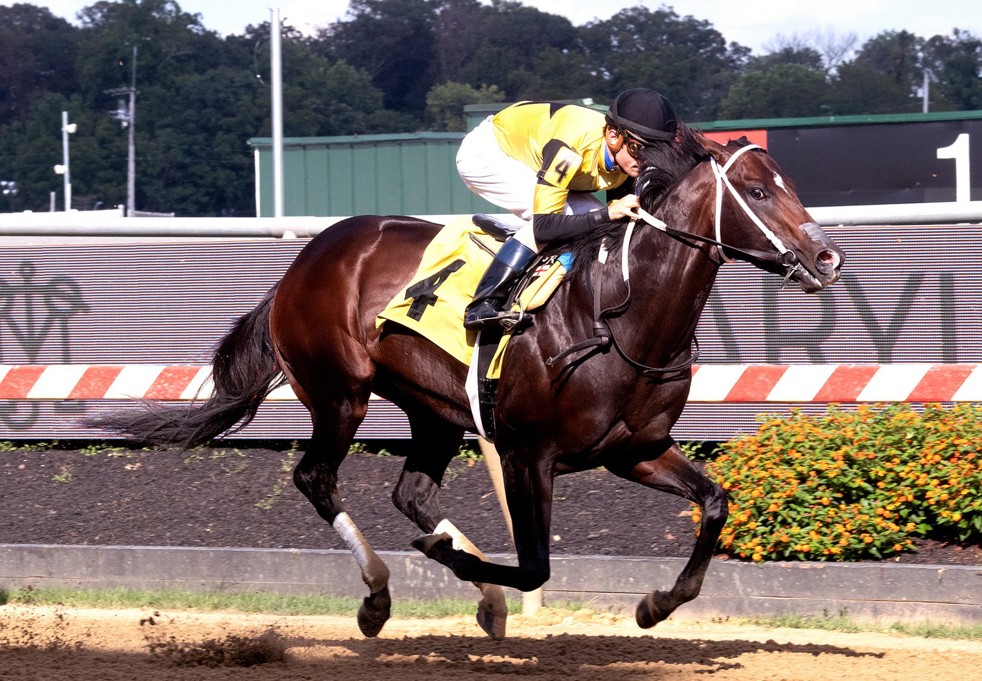 Jaxon Traveler (Munnings) winning the Star De Naskra at Pimlico