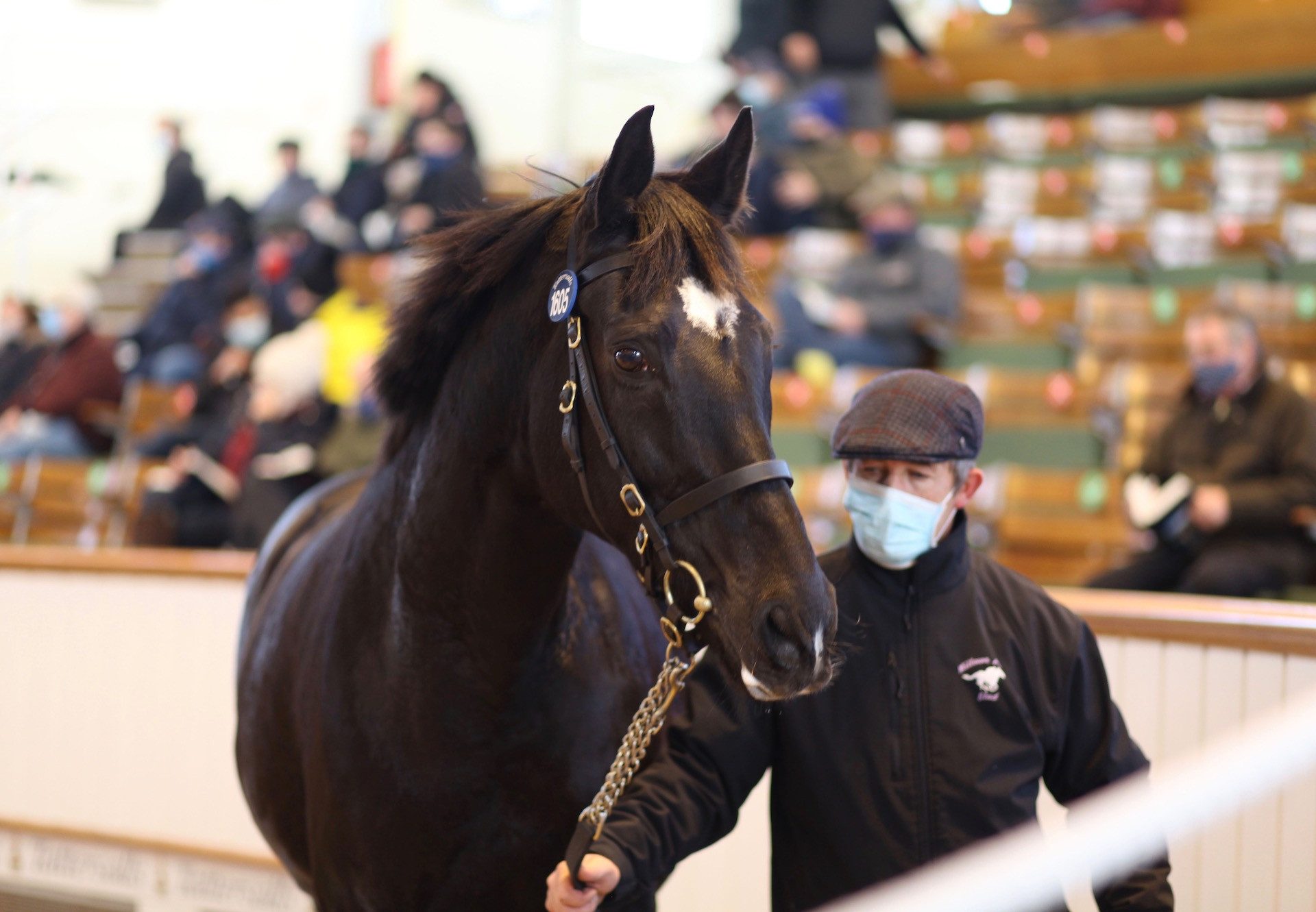 Dulkashe Sells In Foal To Churchill at Tattersalls