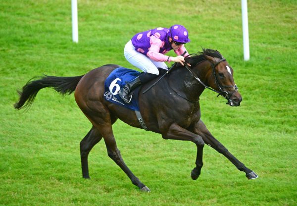 Celtic Beauty Becomes The Latest Winner By No Nay Never