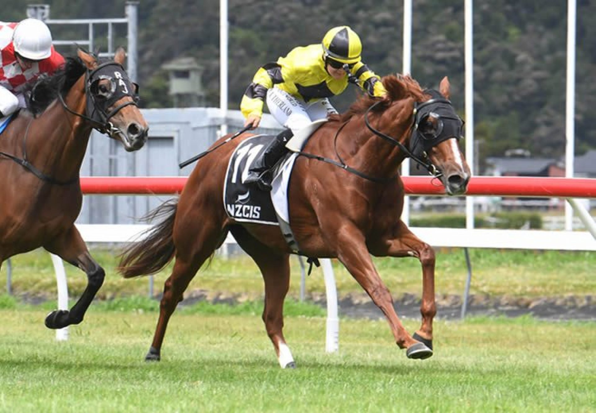 Churchillian (Churchill) wins the Dixon & Dunlop Anniversary Handicap (1600m) at Trentham