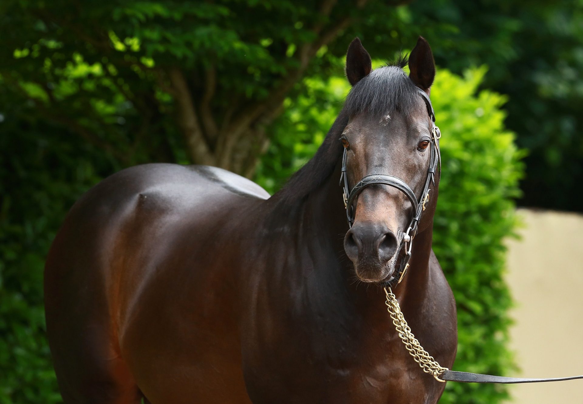 Merchant Navy (Fastnet Rock) pictured at Coolmore Ireland
