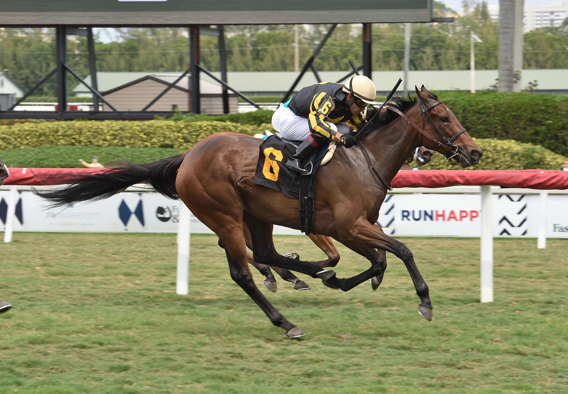 Lashara (American Pharoah) Winning Gulfstream Park Maiden