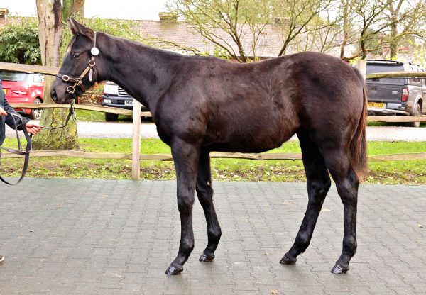 Caravaggio Ex Dore De Green Tatts Foal 2019