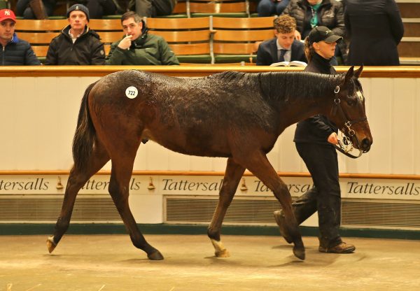 Highland Reel Colt Ex Self Centred Tatts Foal 2019