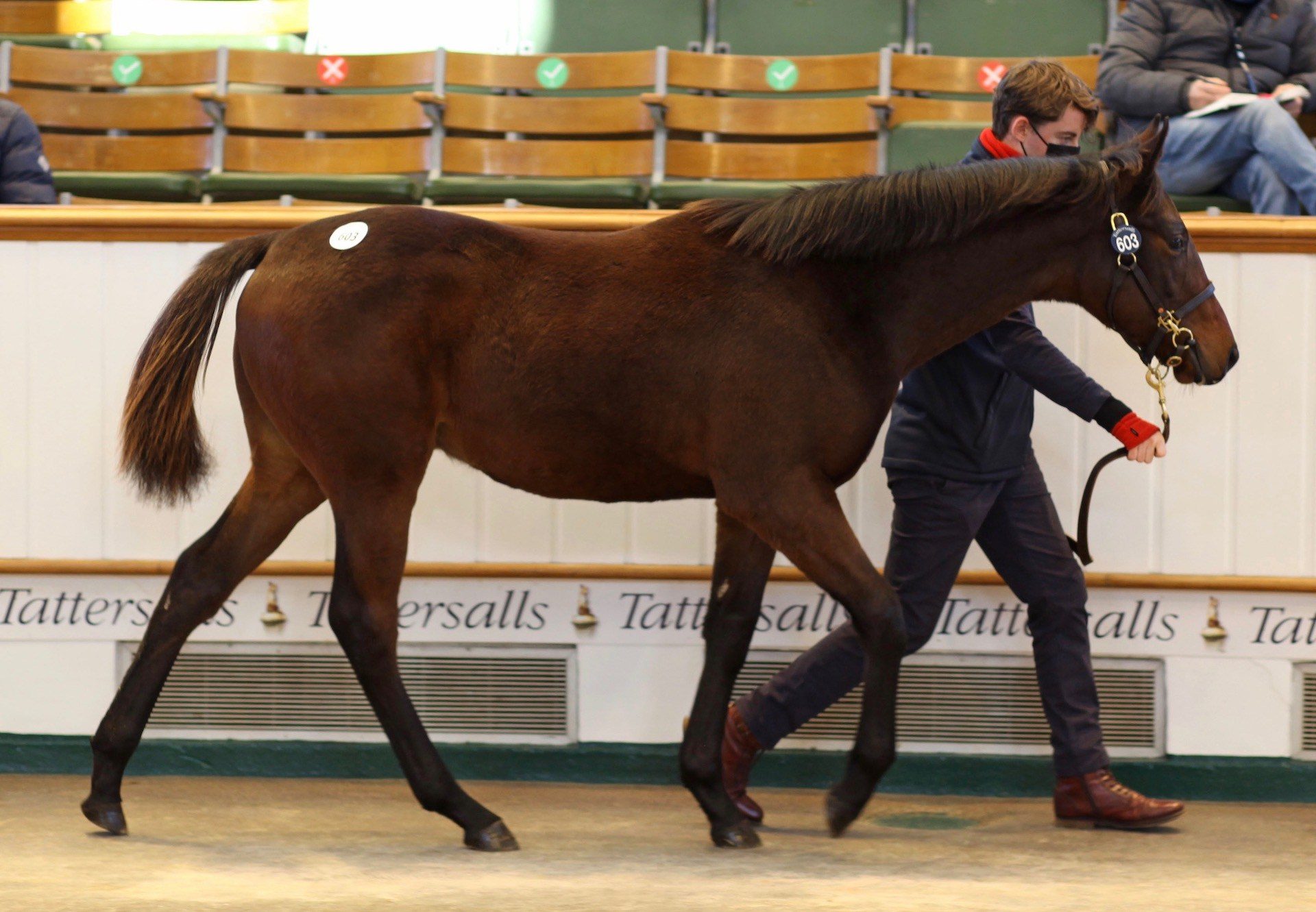 Saxon Warrior Colt x Aktoria selling at Tattersalls