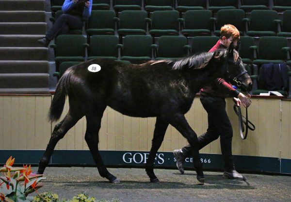 Caravaggio Colt Ex Cape Joy Sells For 100K At Goffs