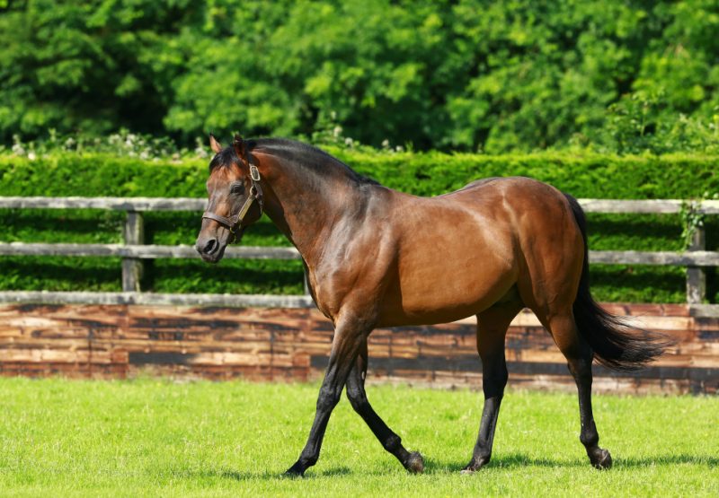 Rock Of Gibraltar paddock shot