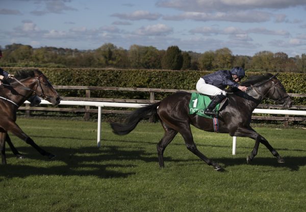 All The King's Men (No Nay Never) winning the Listed Legacy Stakes at Navan