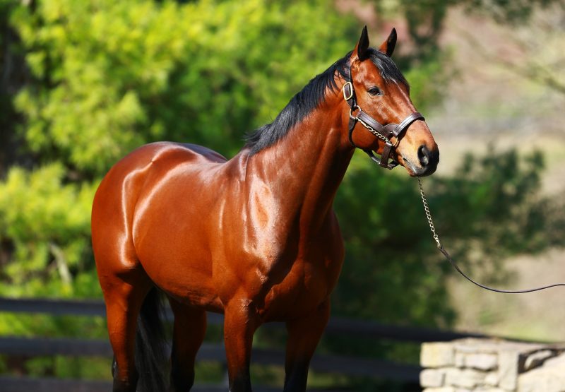 American Pharoah Standing Shot