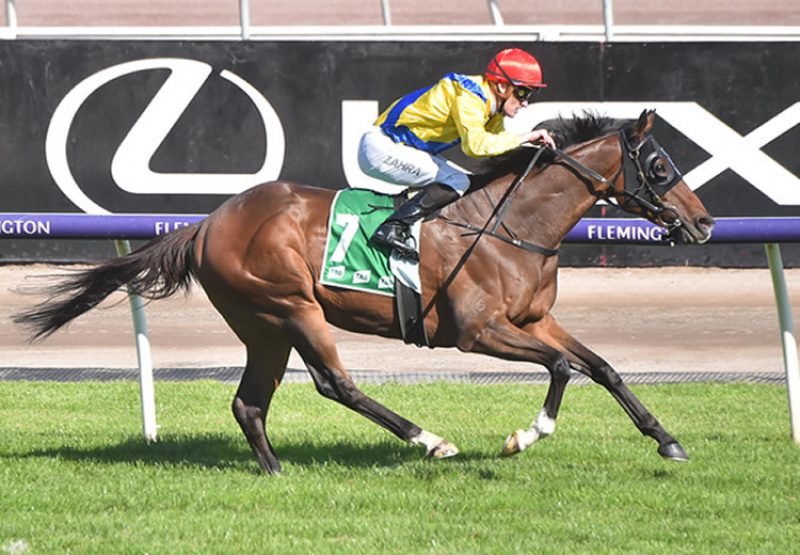 Right You Are (So You Think) winning the Australian Cup Prelude at Flemington