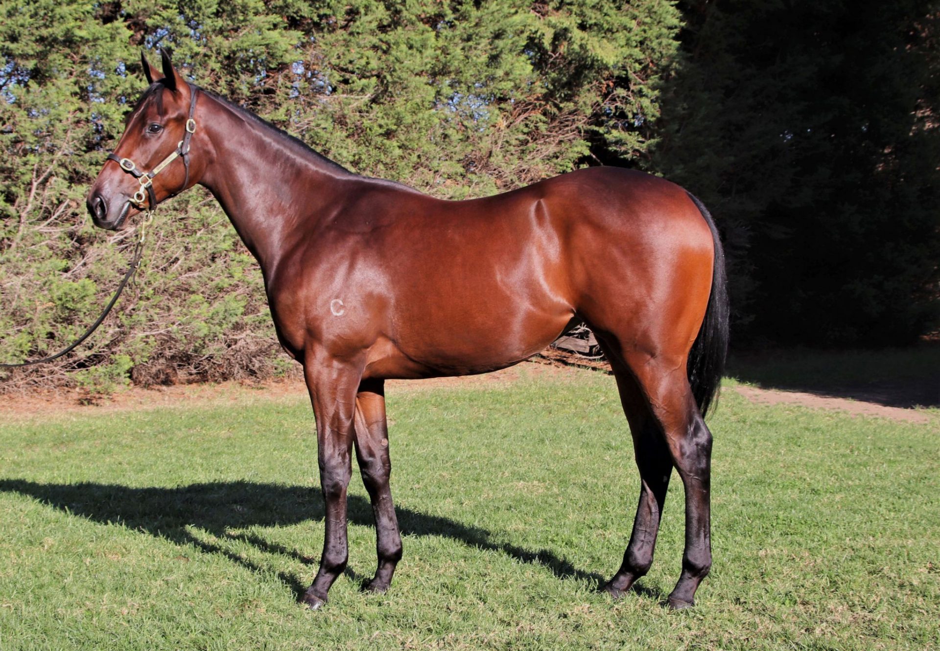 American Pharoah ex Tavarnelle yearling filly