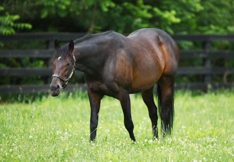 Mo Town Paddock