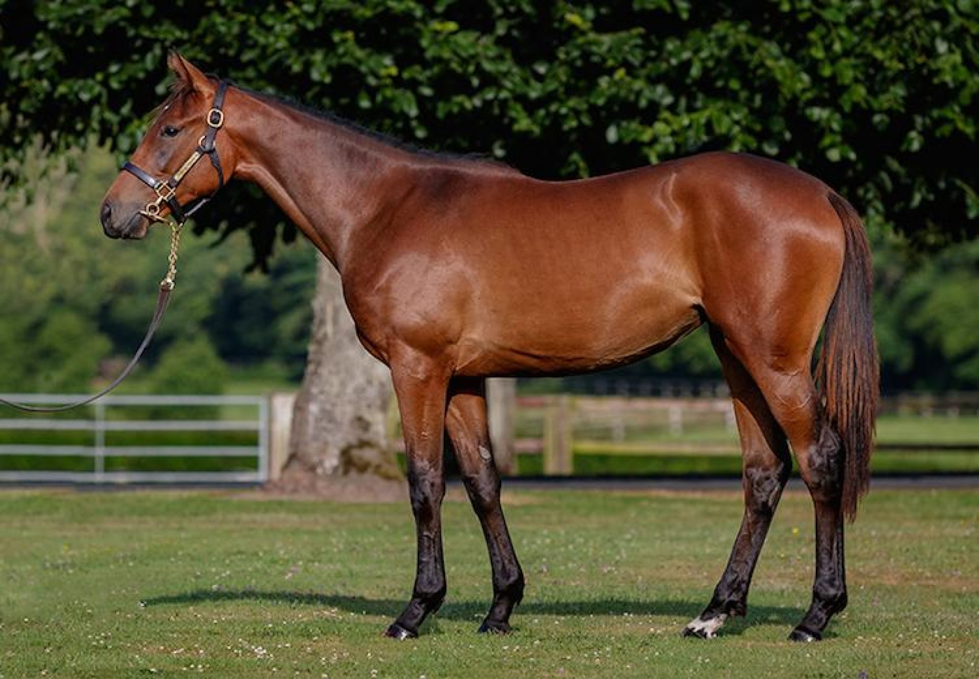 Gleneagles ex Nut Polaire yearling filly